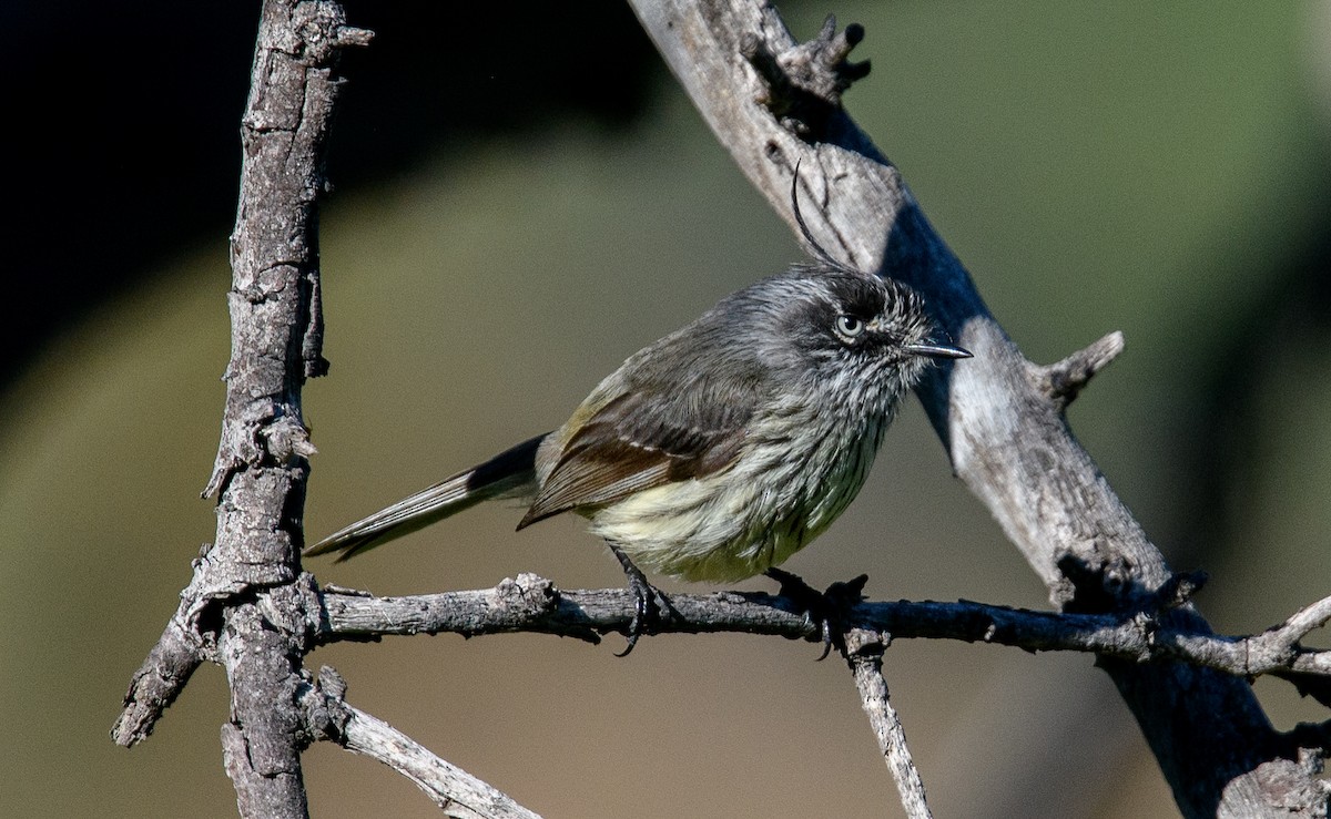 Tufted Tit-Tyrant - ML642498767