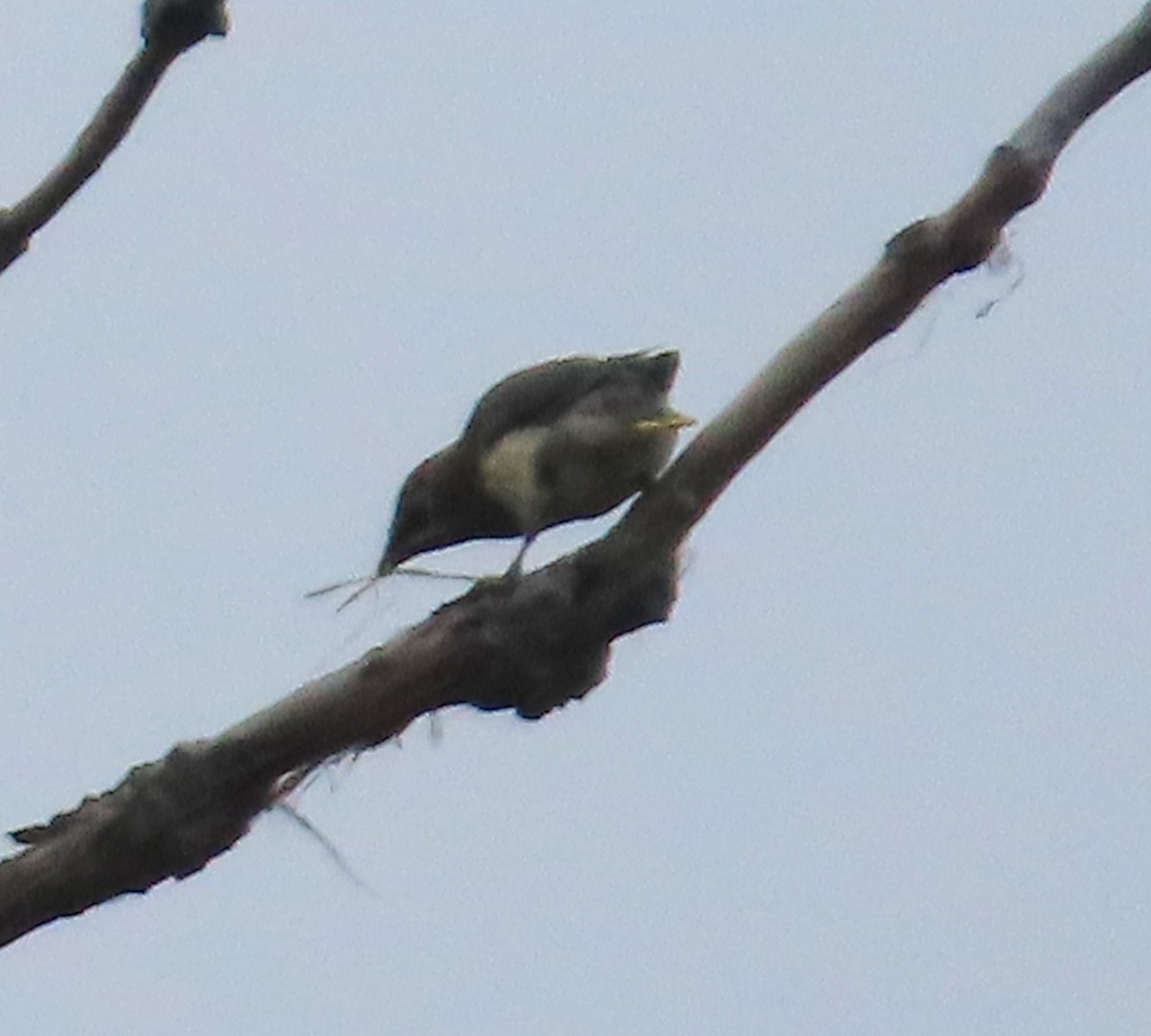 Cedar Waxwing - ML642498768