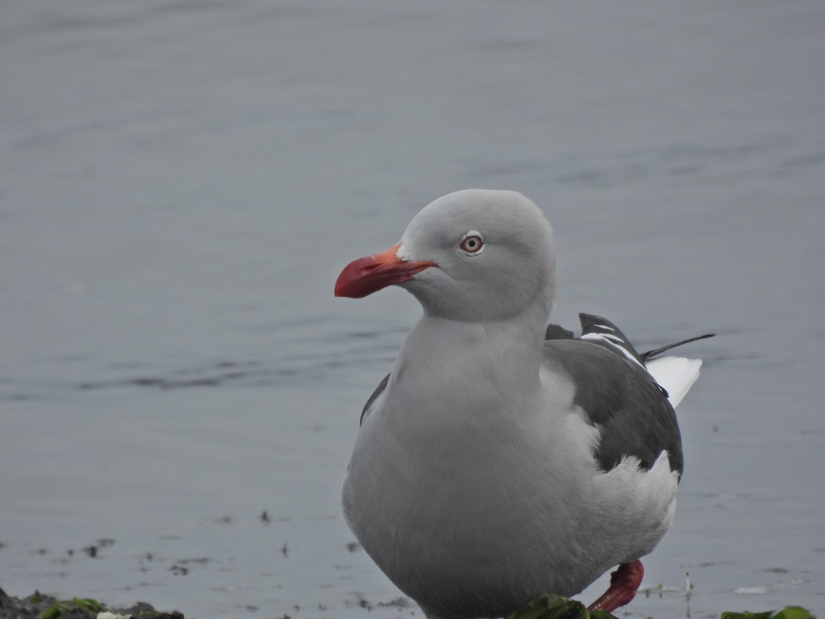 Dolphin Gull - ML642498770