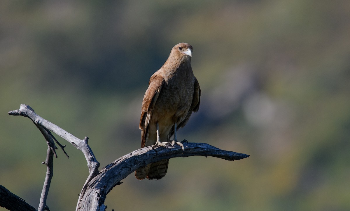 Chimango Caracara - ML642498774