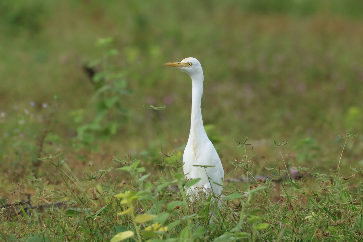Eastern Cattle-Egret - ML642498778