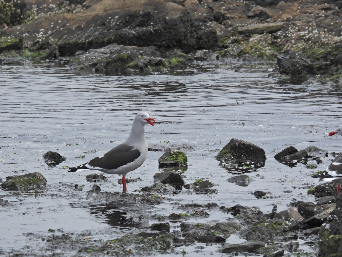 Dolphin Gull - ML642498788