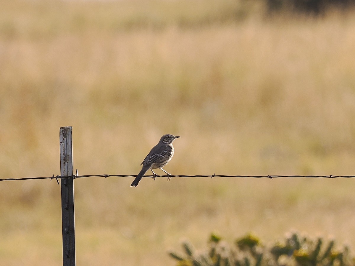 Полынный пересмешник - ML642498789