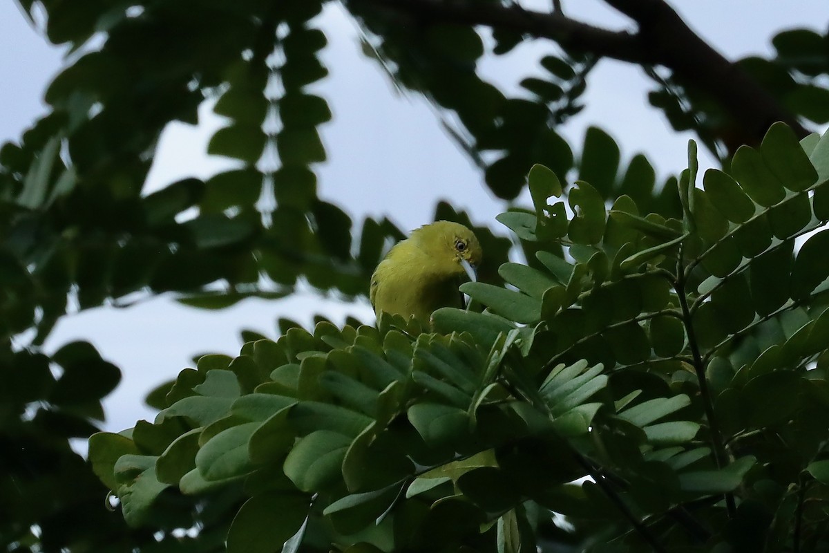Common Iora - ML642498791