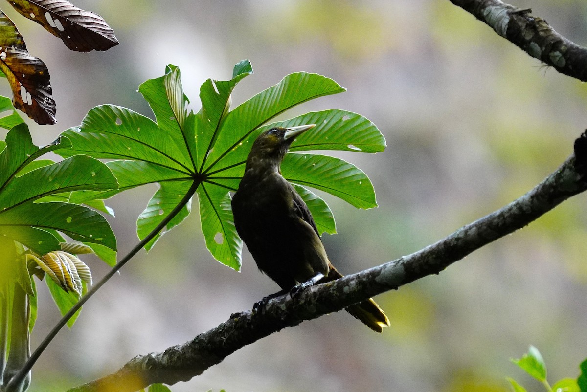 Dusky-green Oropendola - ML642498805