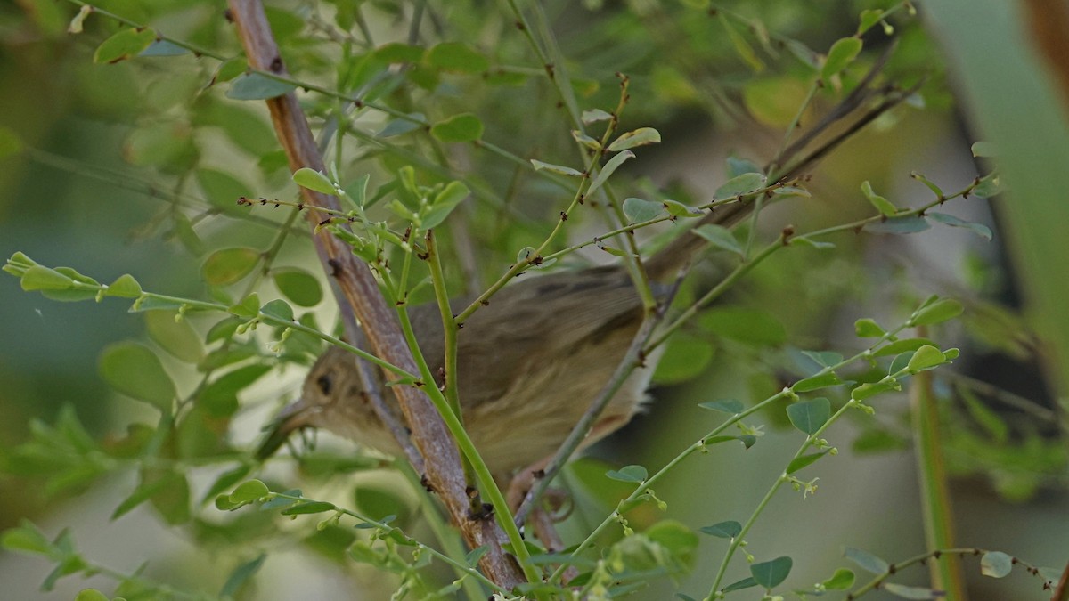 Little Grassbird - ML642498807