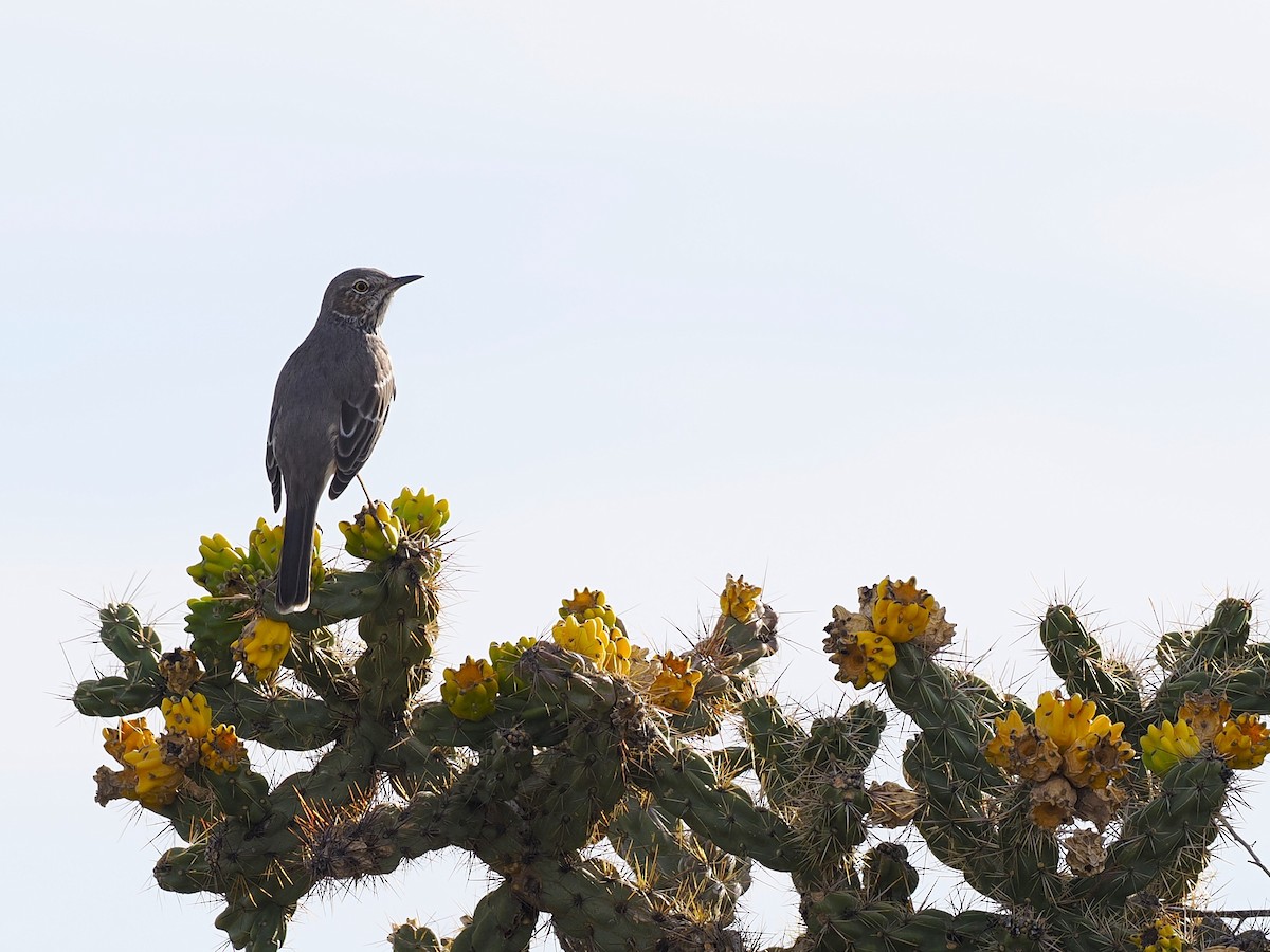 Полынный пересмешник - ML642498808