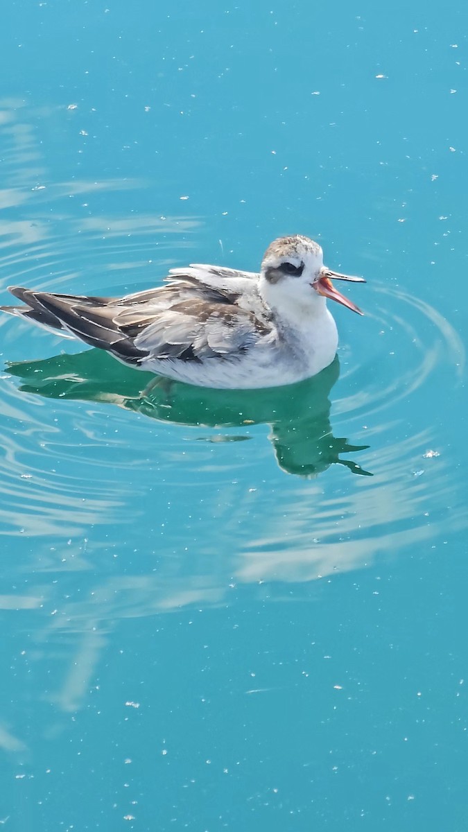 Red Phalarope - ML642498813