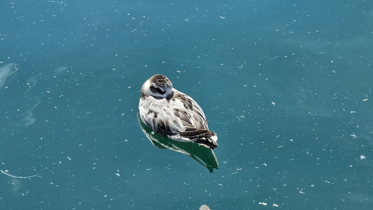 Red Phalarope - ML642498814