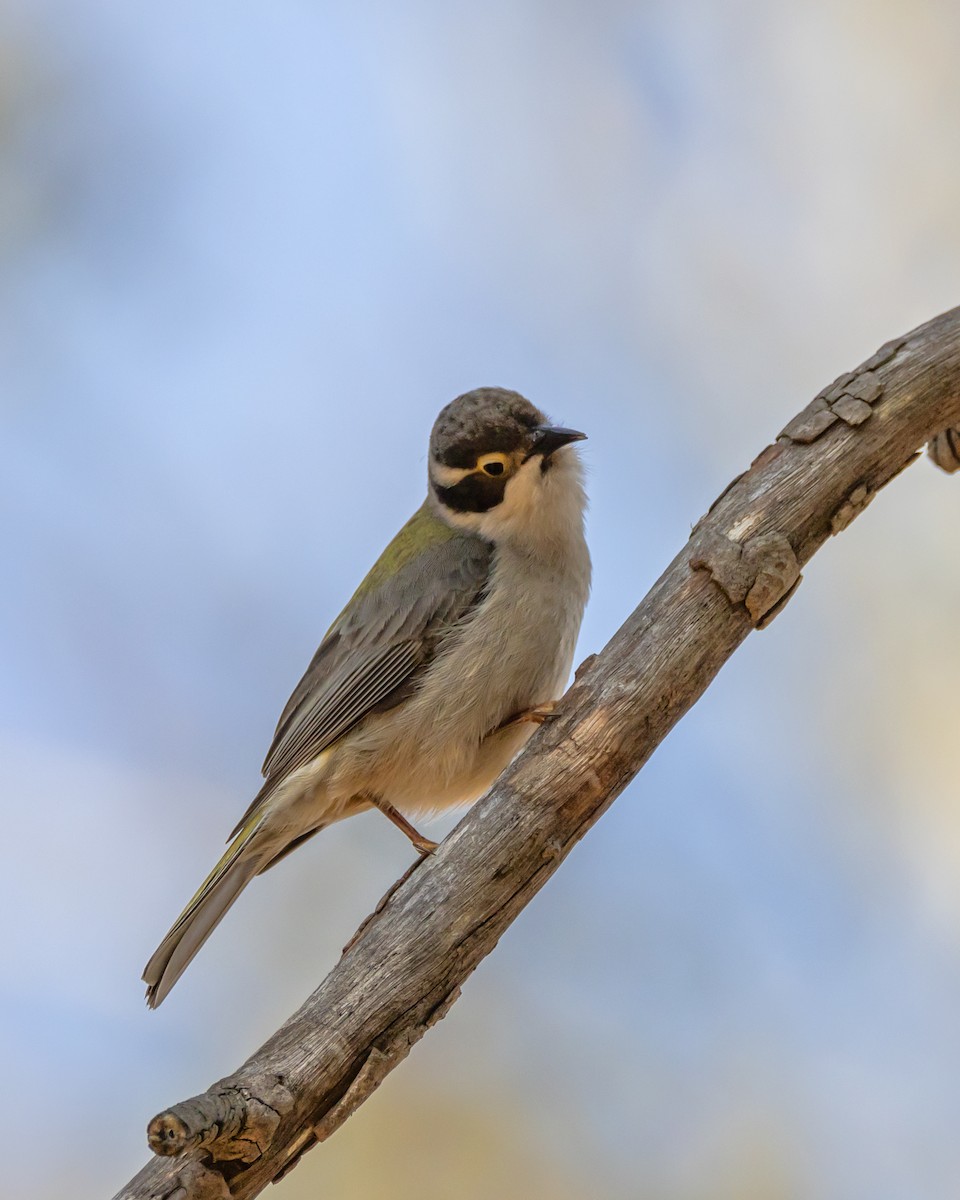Brown-headed Honeyeater - ML642498826
