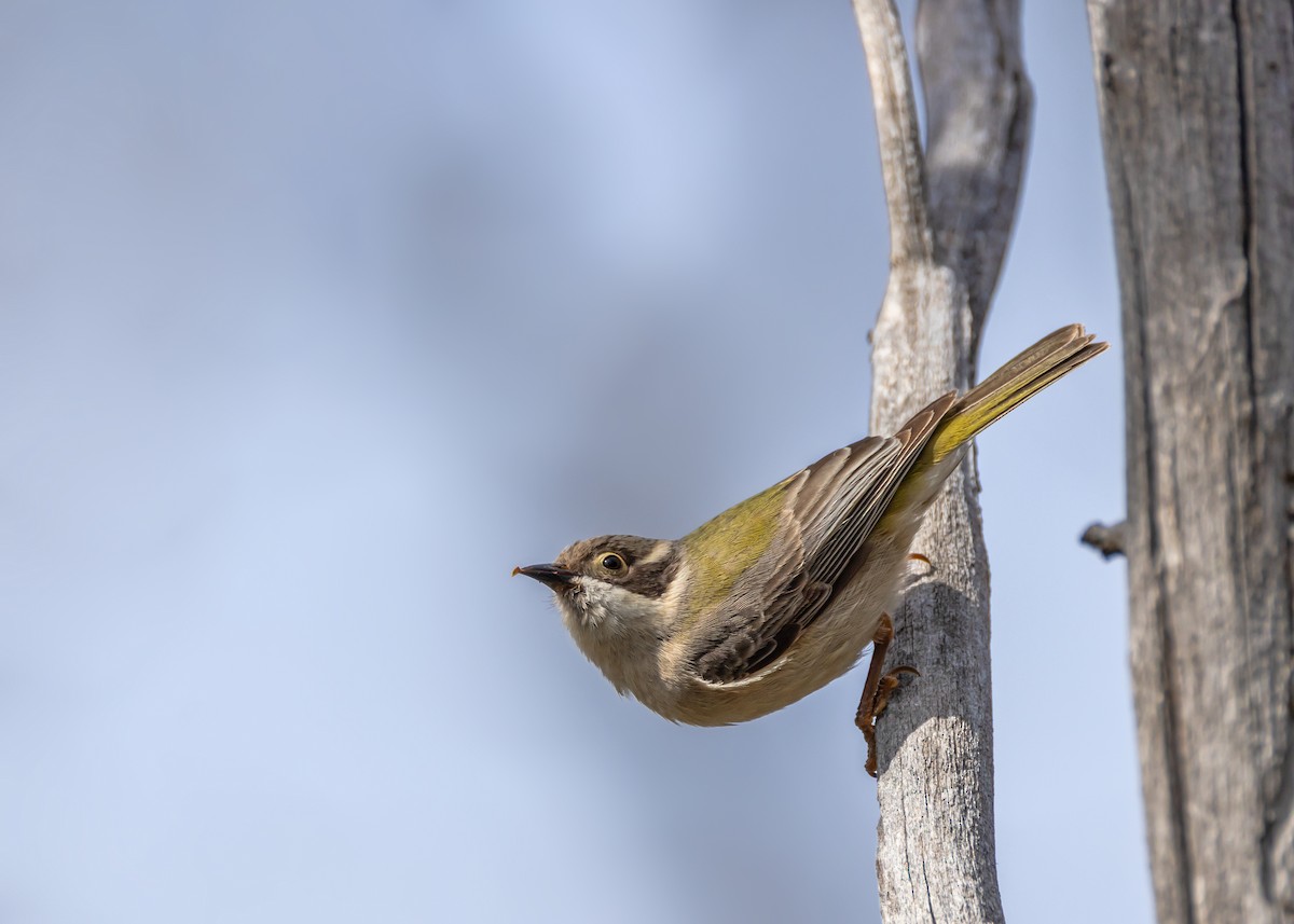 Brown-headed Honeyeater - ML642498828