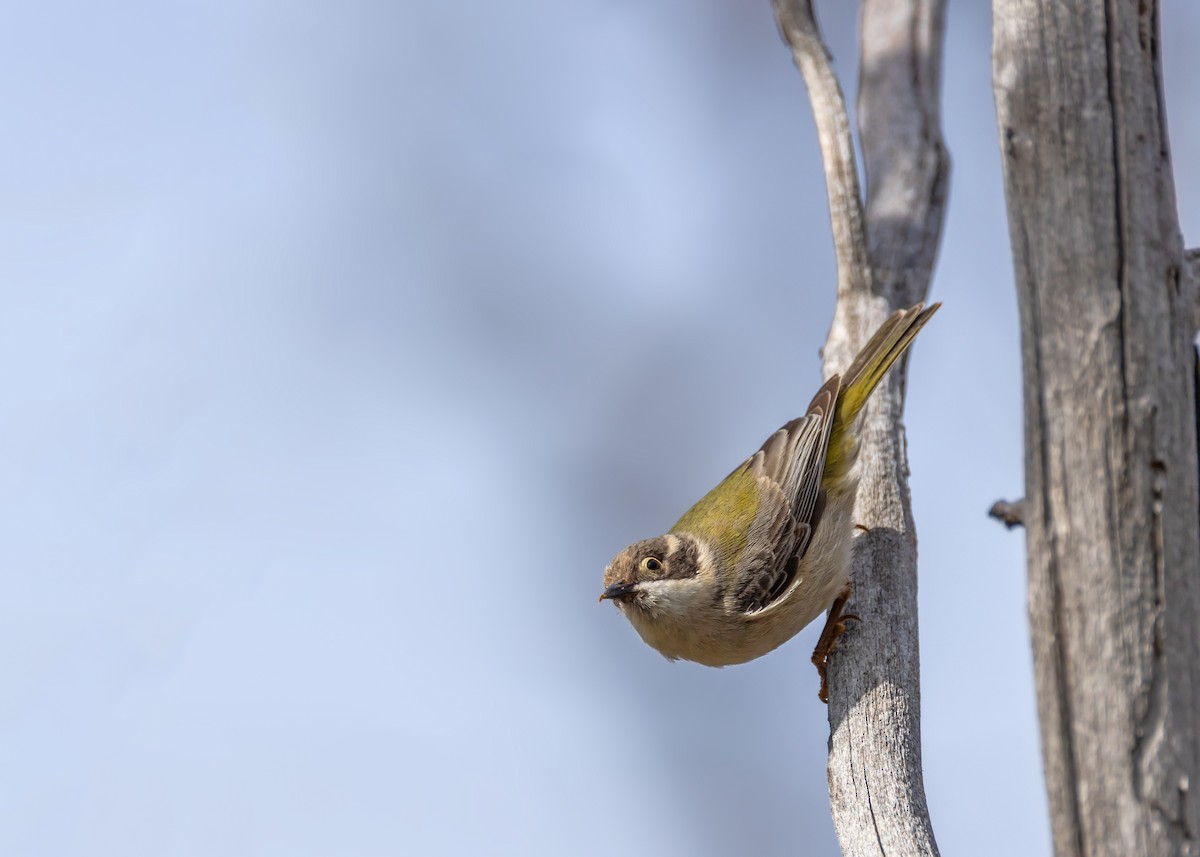 Brown-headed Honeyeater - ML642498829