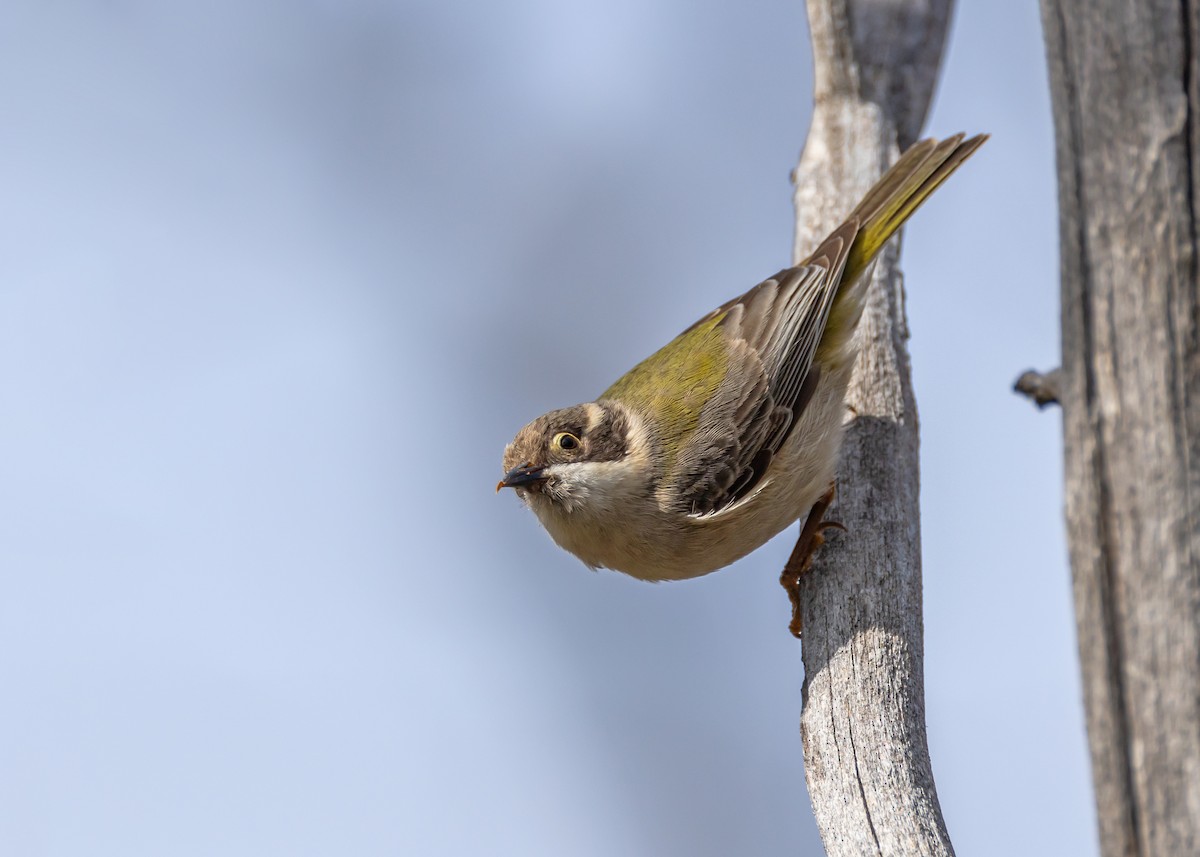 Brown-headed Honeyeater - ML642498830