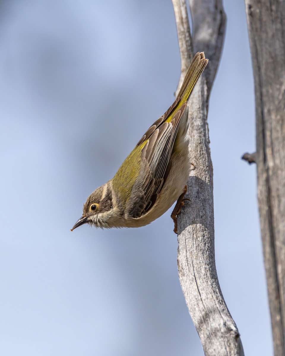 Brown-headed Honeyeater - ML642498831