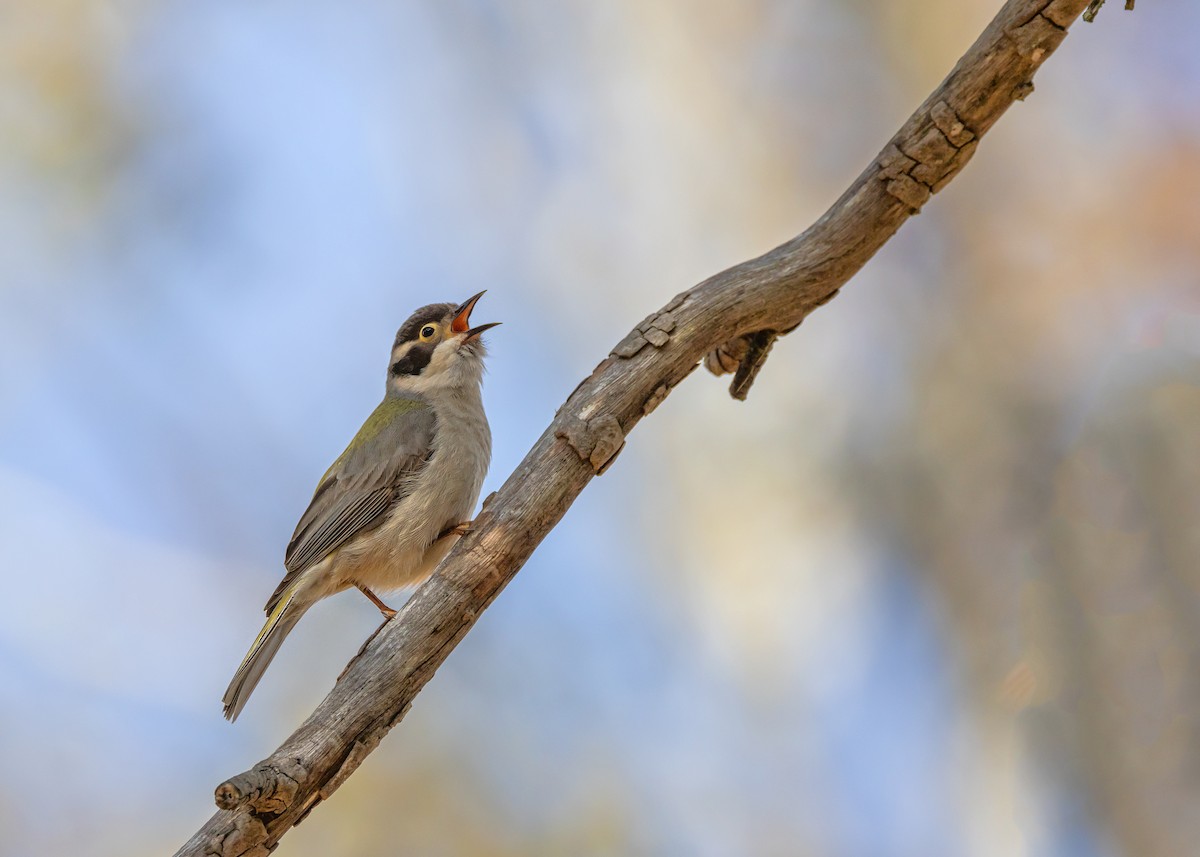 Brown-headed Honeyeater - ML642498832