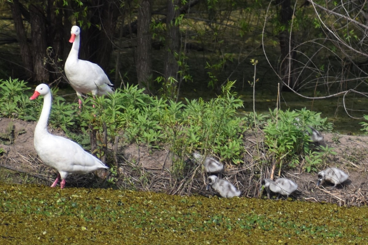 Coscoroba Swan - ML642498833