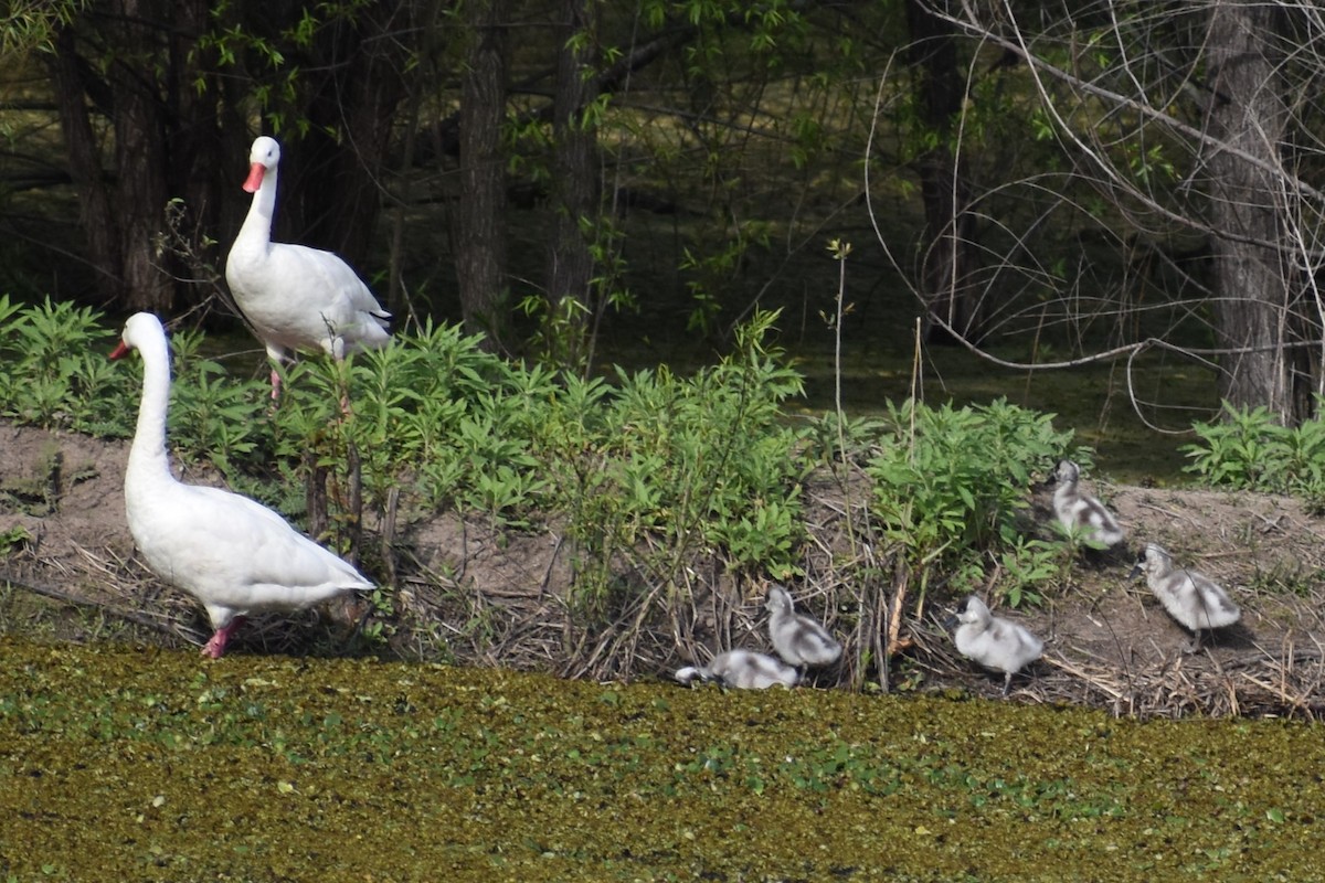 Coscoroba Swan - ML642498834