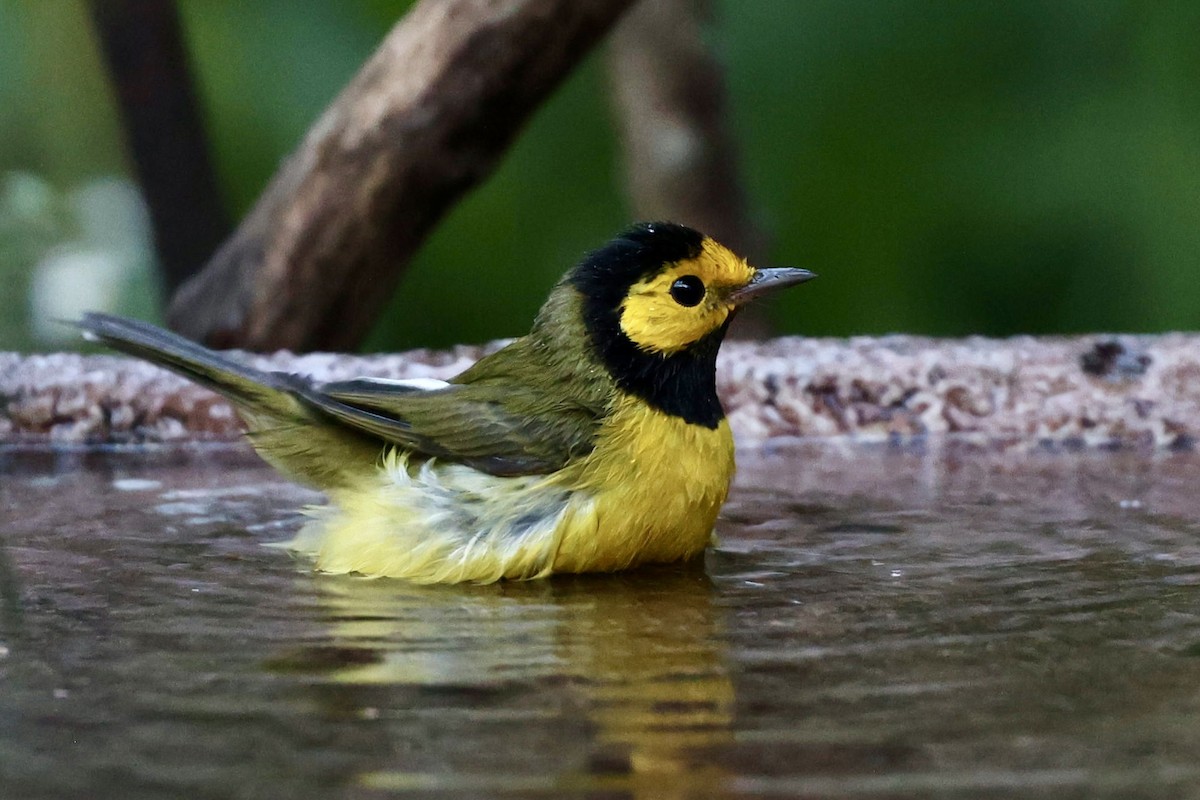 Hooded Warbler - ML642498835