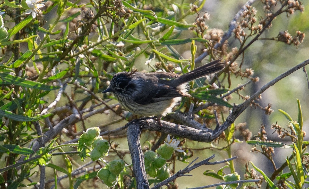 Tufted Tit-Tyrant - ML642498836