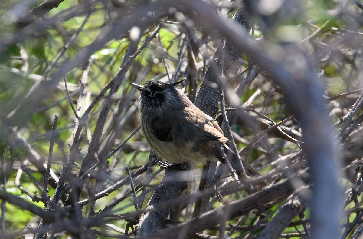 Tufted Tit-Tyrant - ML642498838