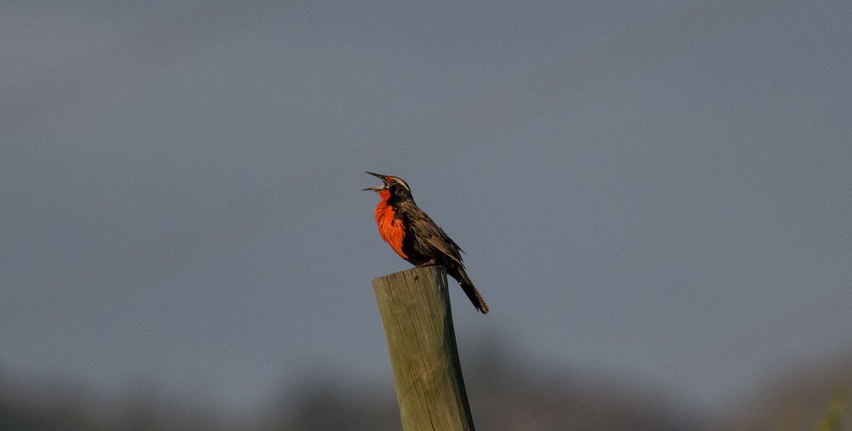 Long-tailed Meadowlark - ML642498861