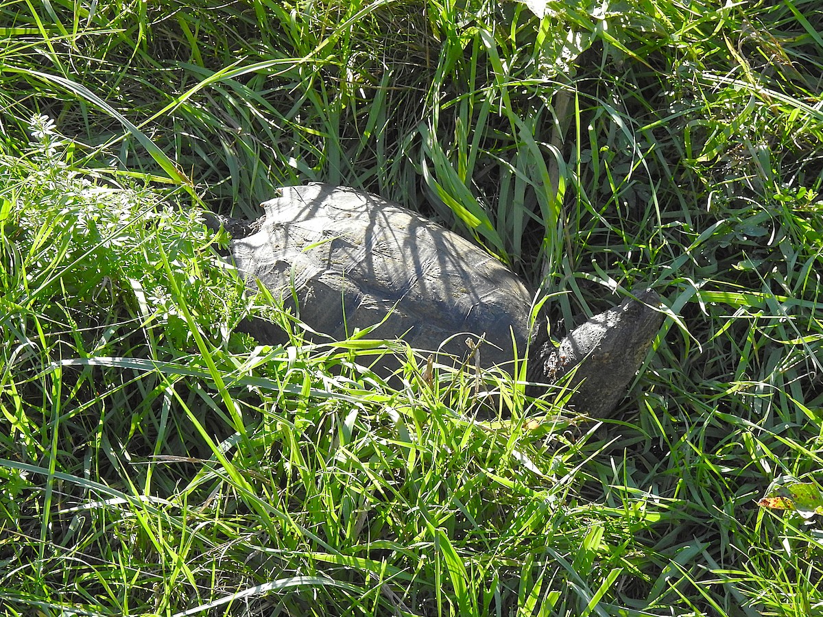 Reptiles - ML642498919