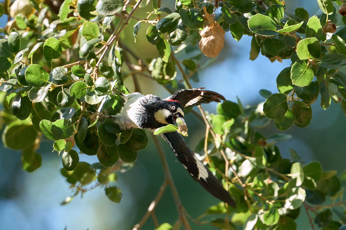 Acorn Woodpecker - ML642498928