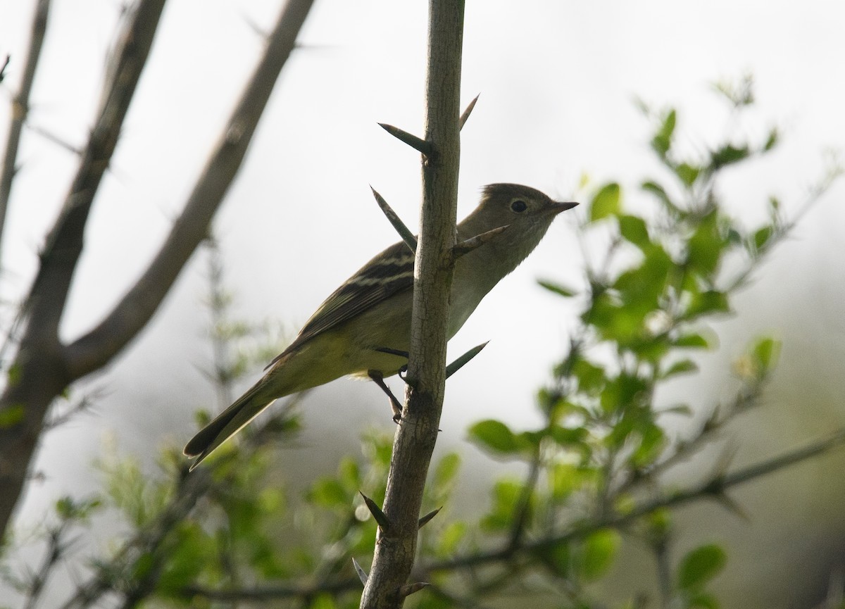 White-crested Elaenia - ML642498950