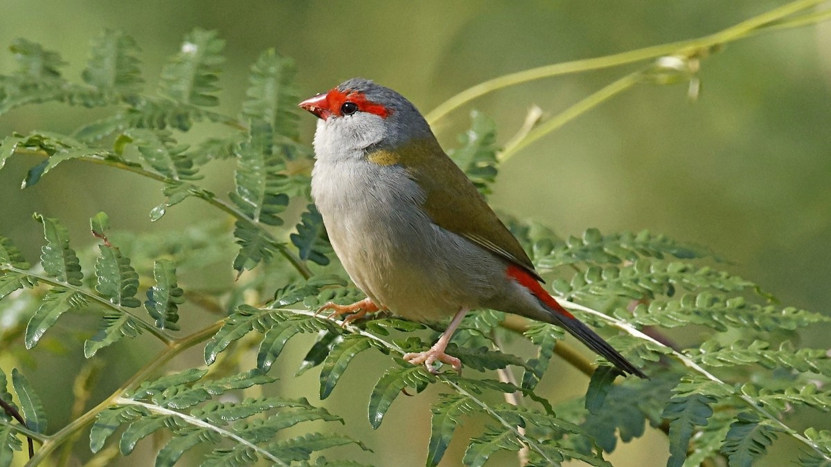 Red-browed Firetail - ML642498984