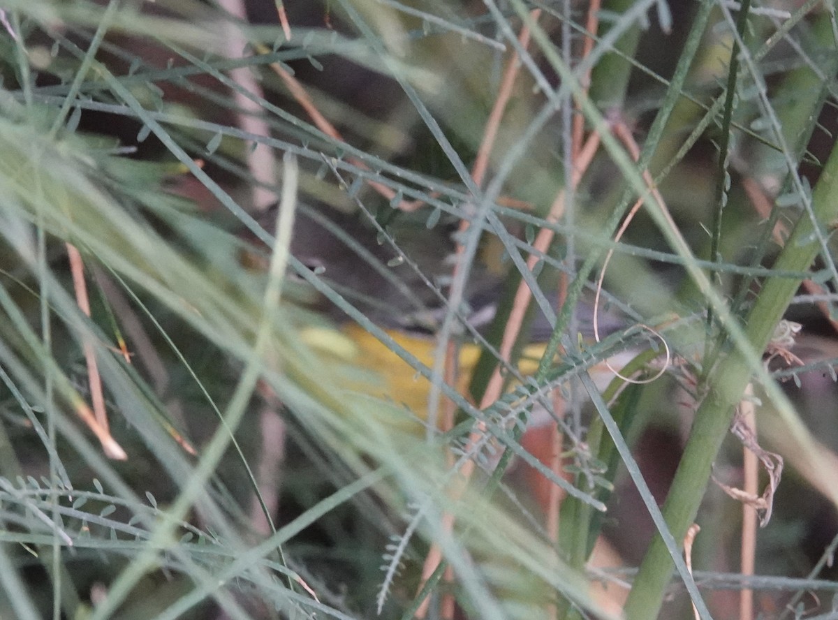 Magnolia Warbler - ML642498990