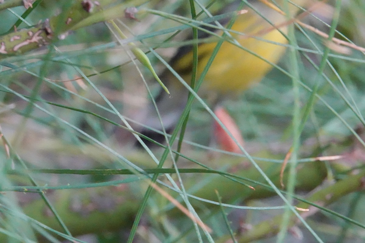 Magnolia Warbler - ML642498992