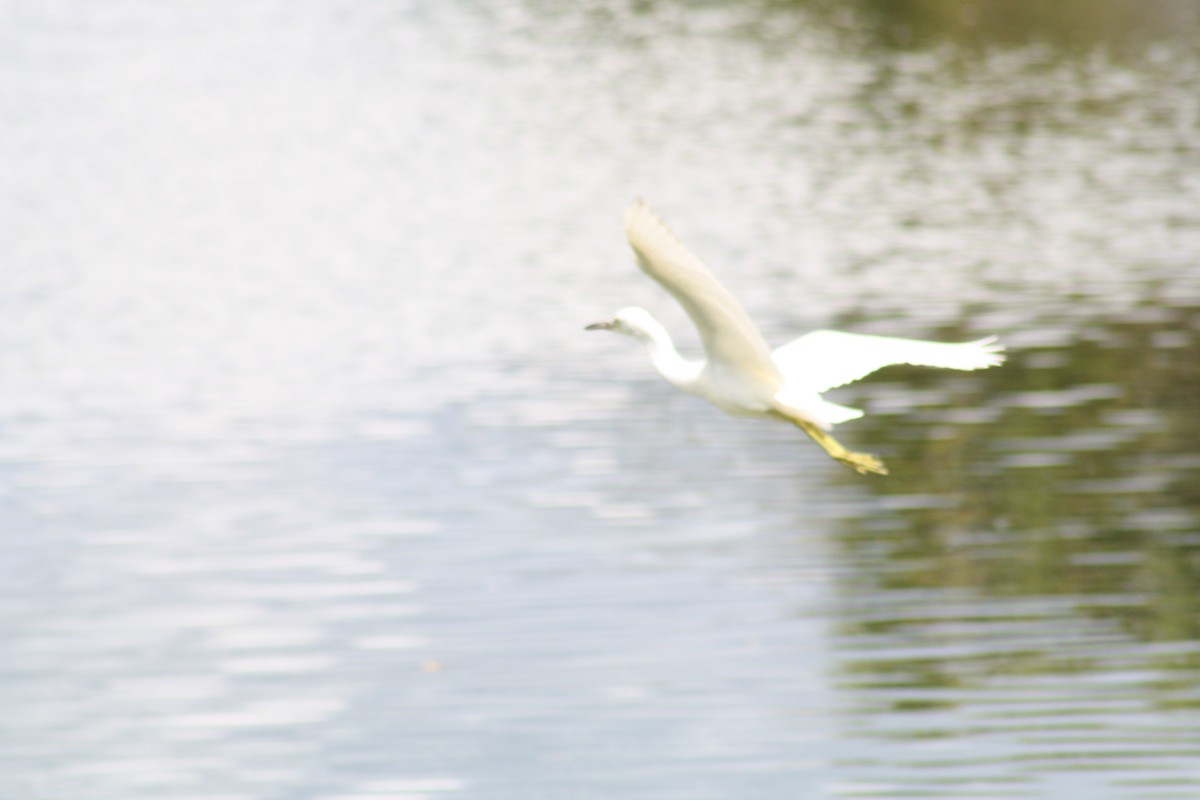Little Blue Heron - ML642498994