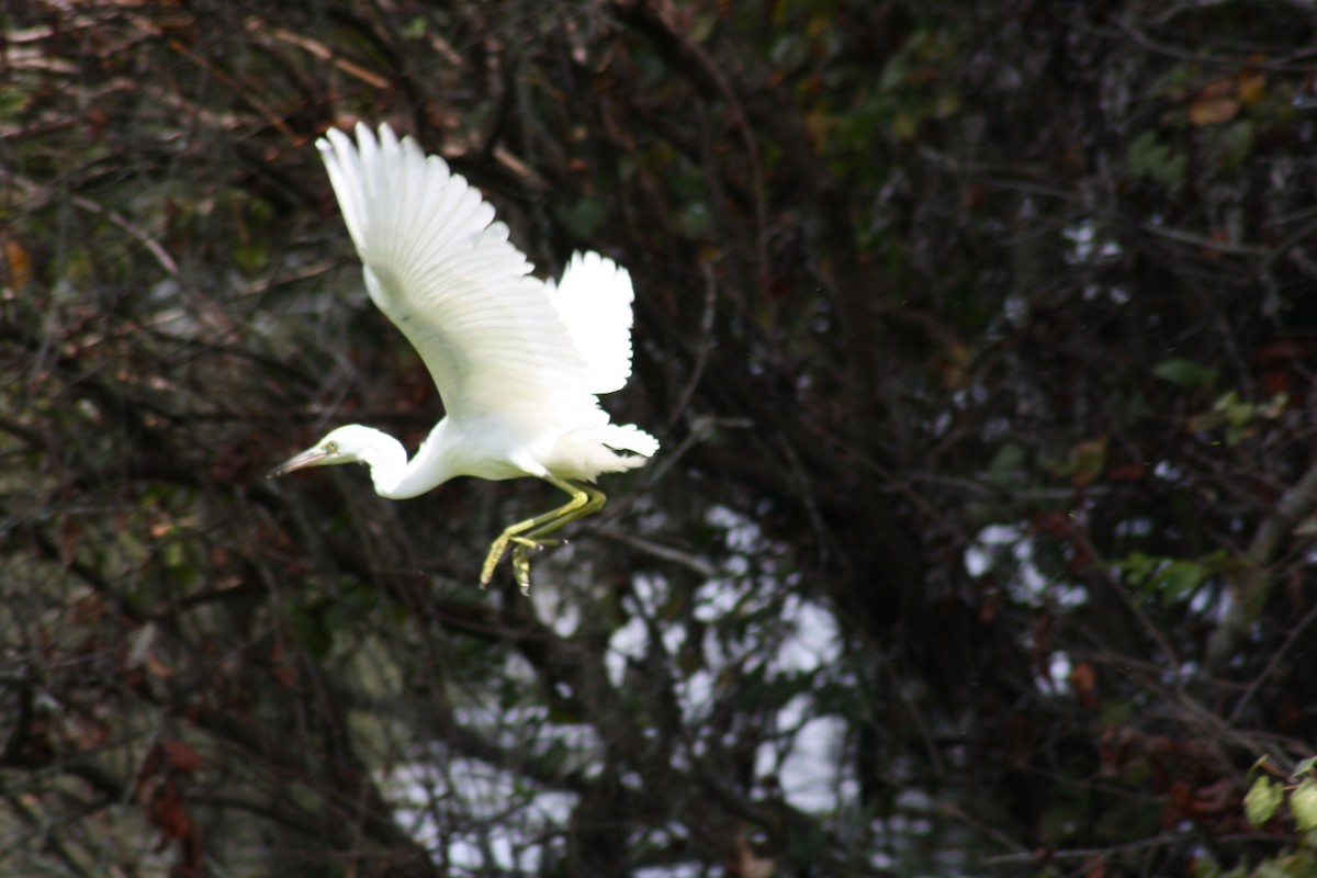 Little Blue Heron - ML642498995