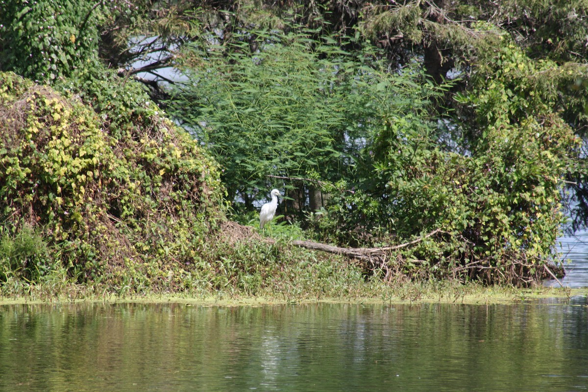 Little Blue Heron - ML642498997