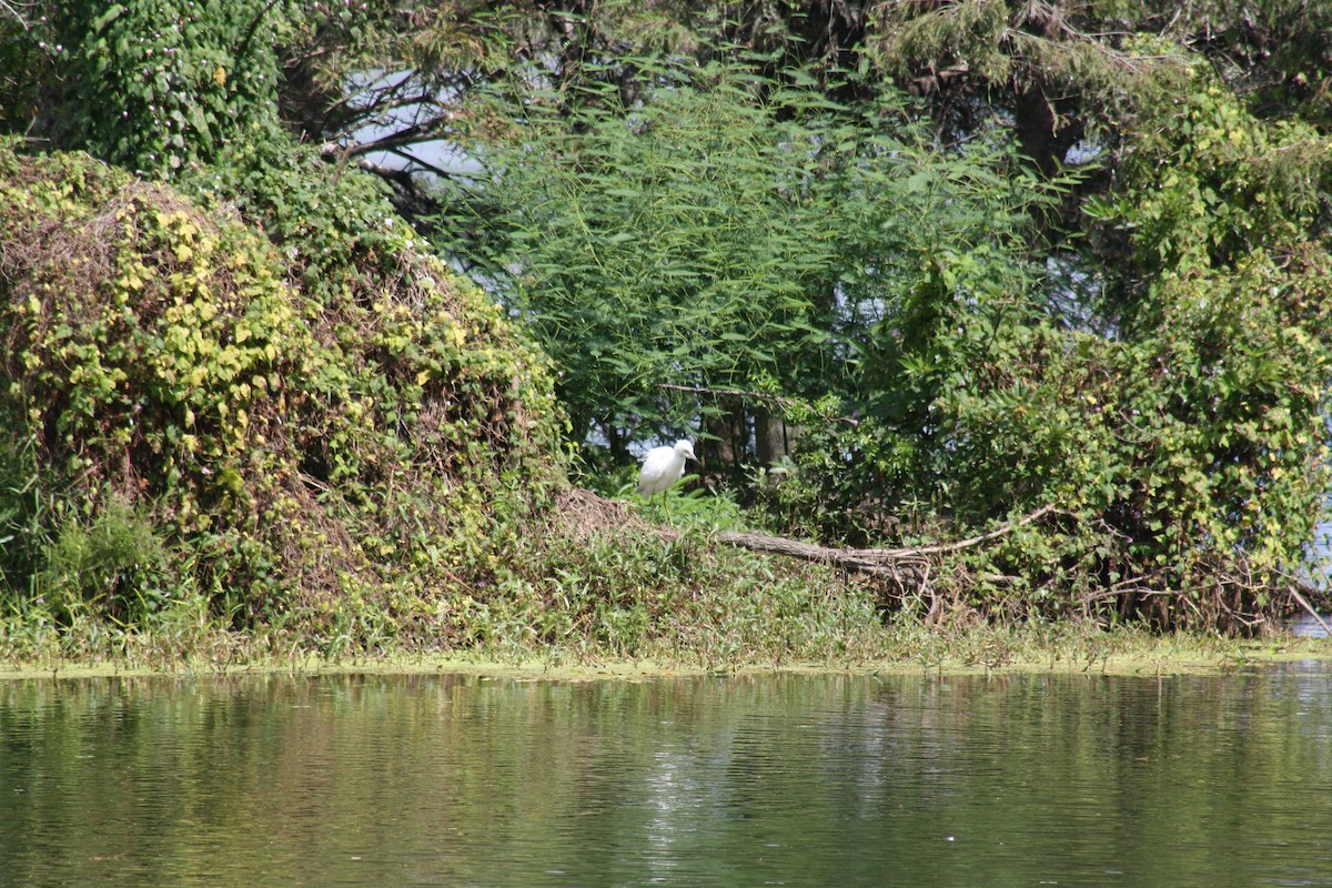 Little Blue Heron - ML642498998