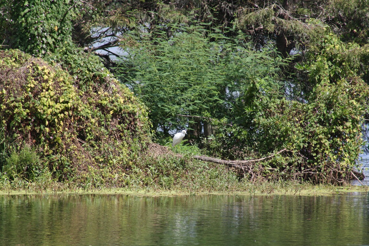 Little Blue Heron - ML642498999