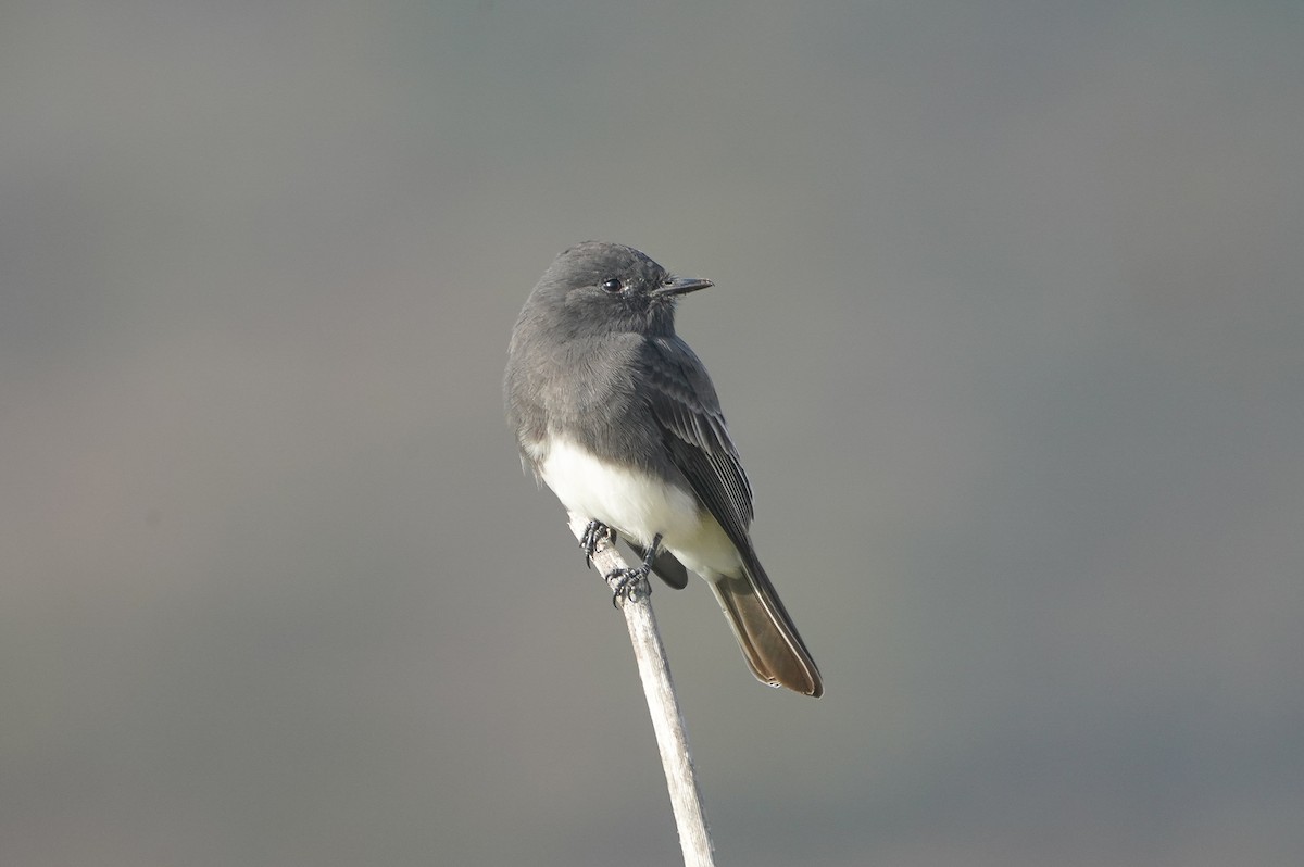 Black Phoebe - ML642499012