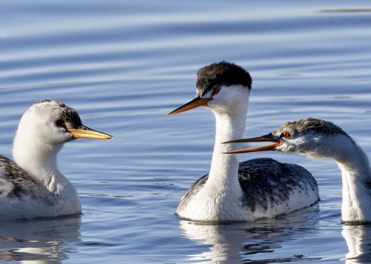 Clark's Grebe - ML642499034