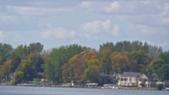 Sabine's Gull - ML642499045