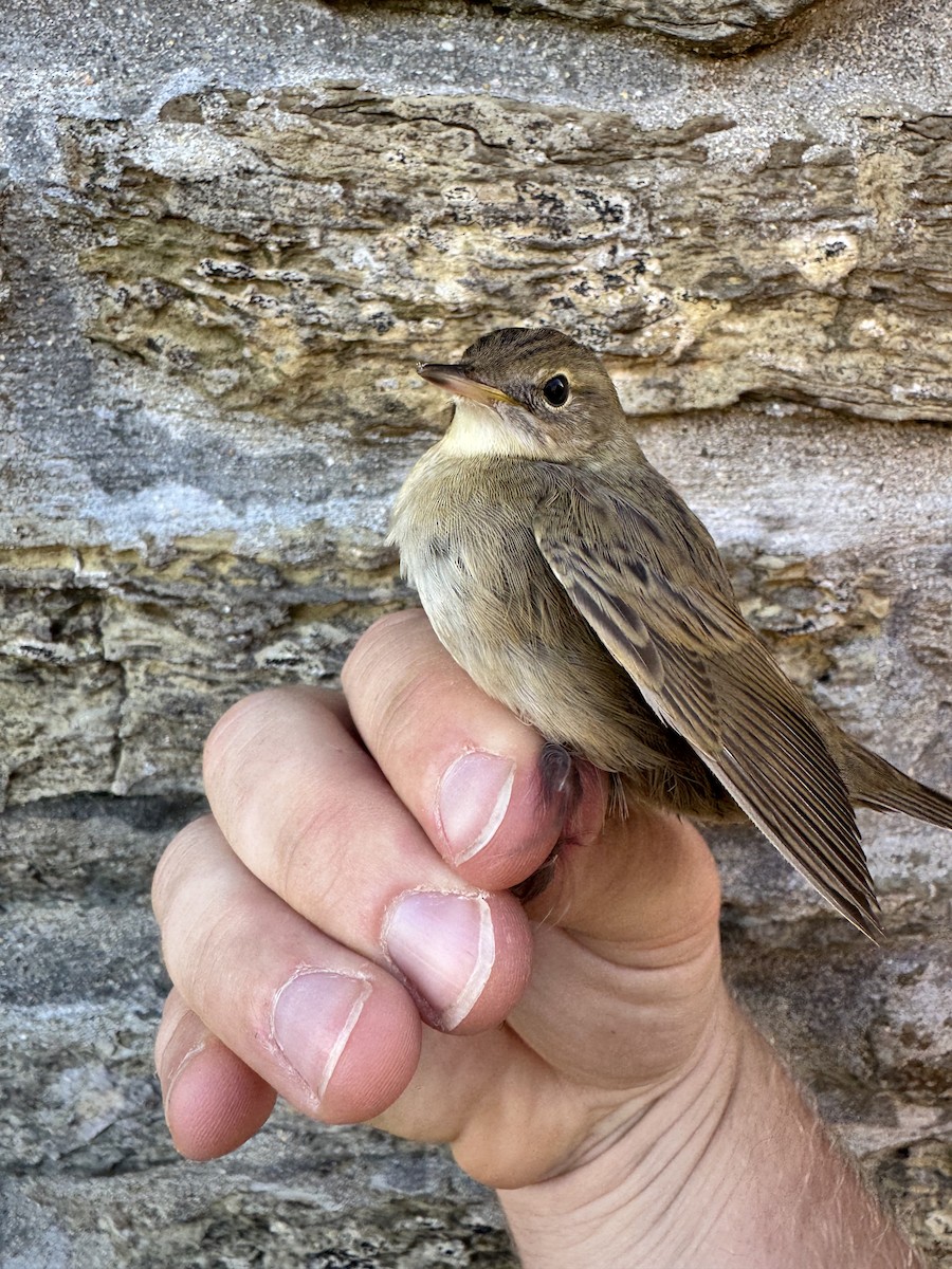Common Grasshopper Warbler - ML642499067