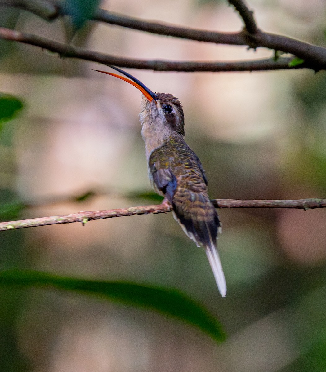 Long-tailed Hermit - ML642499094