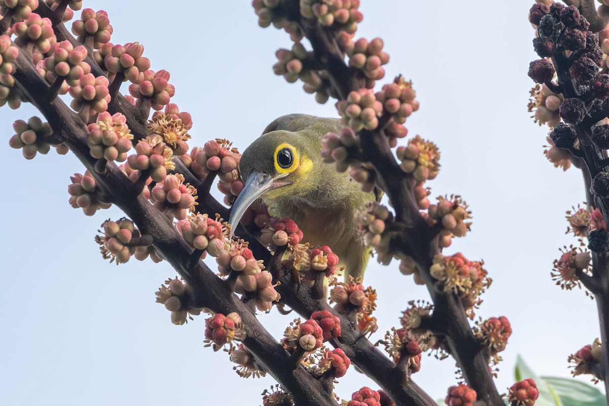 Spectacled Spiderhunter - ML642499098