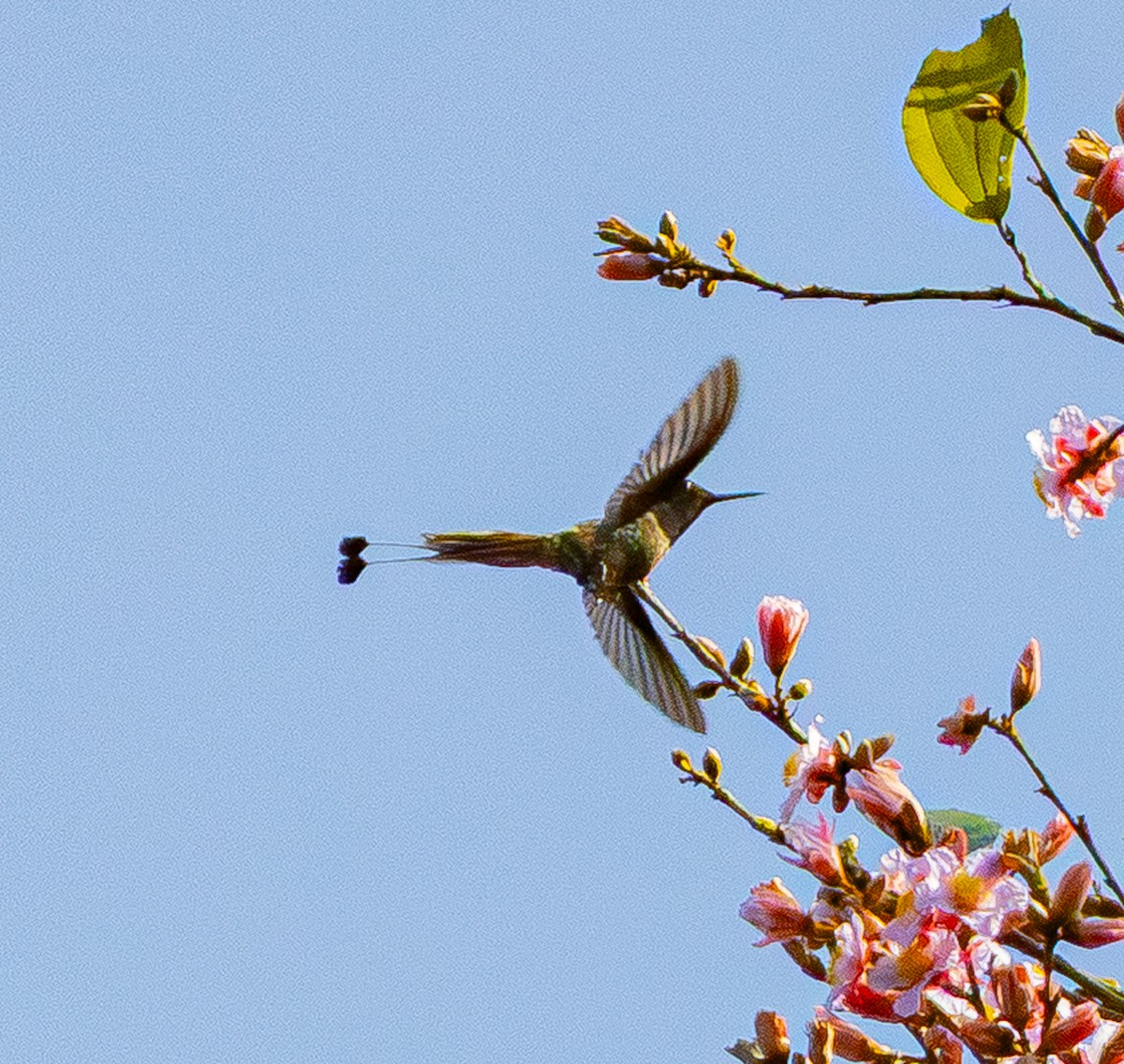 Racket-tipped Thorntail - ML642499099