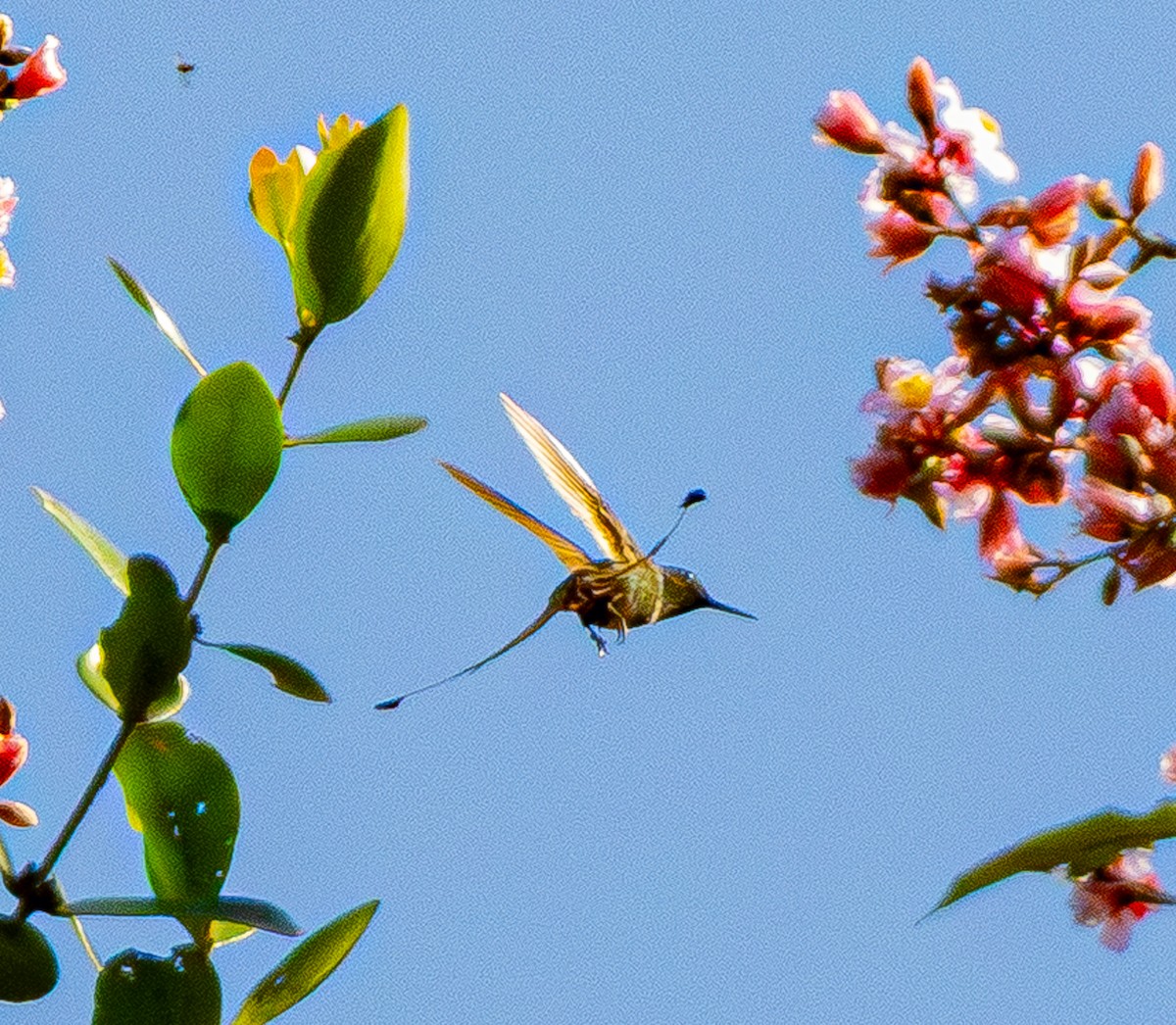 Racket-tipped Thorntail - ML642499100