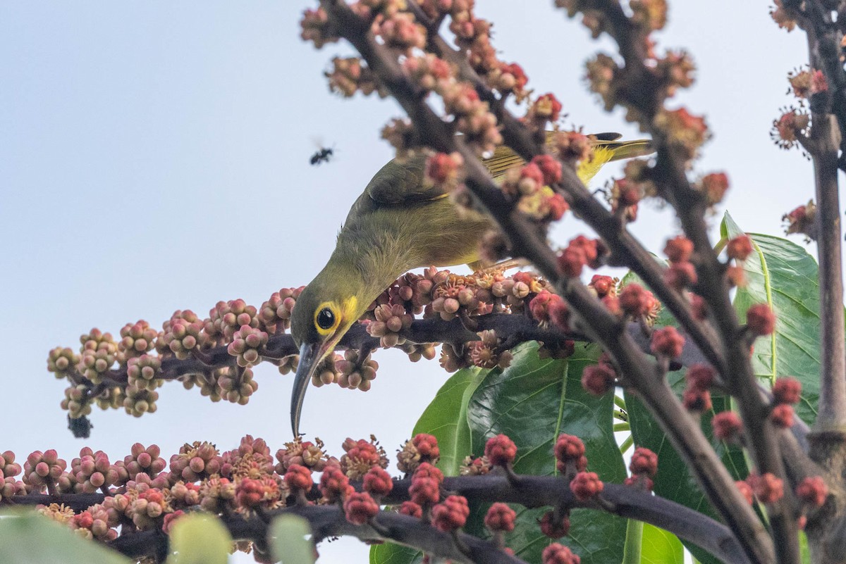 Spectacled Spiderhunter - ML642499103