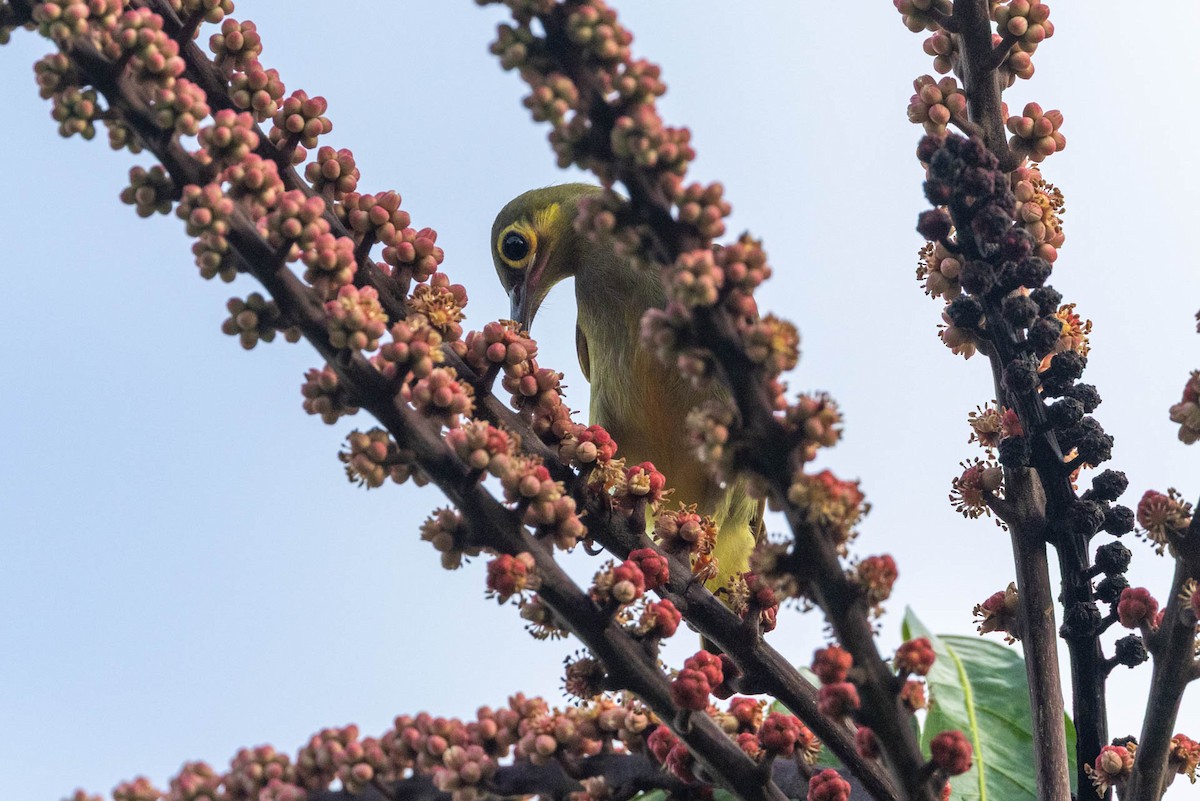 Spectacled Spiderhunter - ML642499110