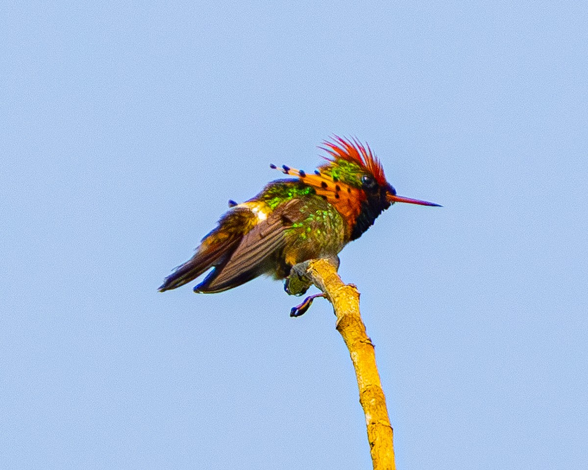 Tufted Coquette - ML642499111