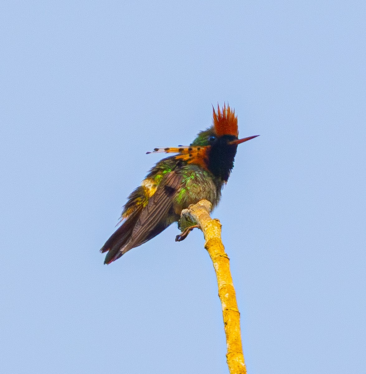 Tufted Coquette - ML642499112