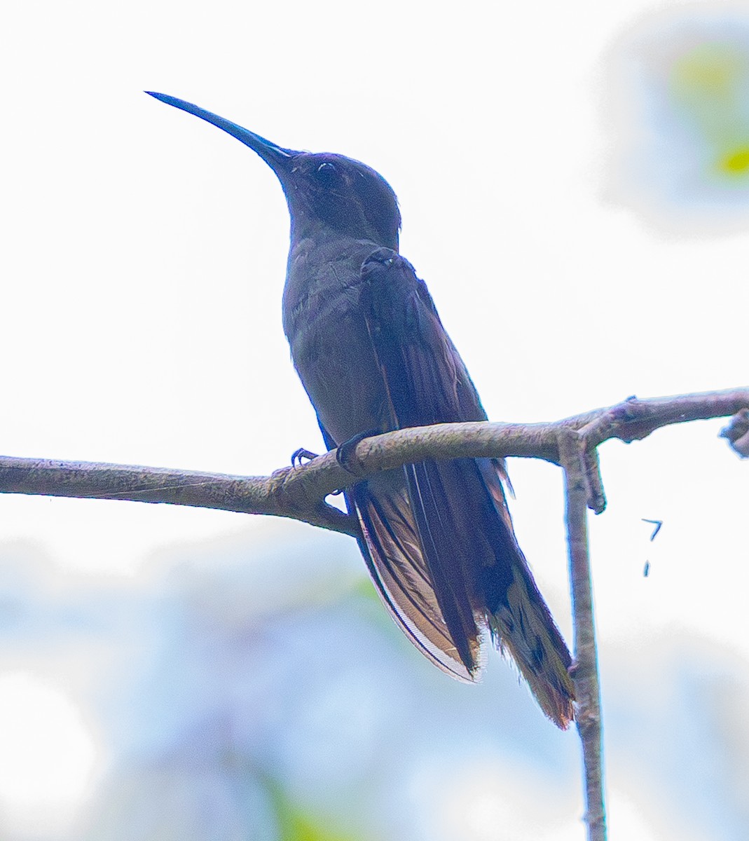 Gray-breasted Sabrewing - ML642499114