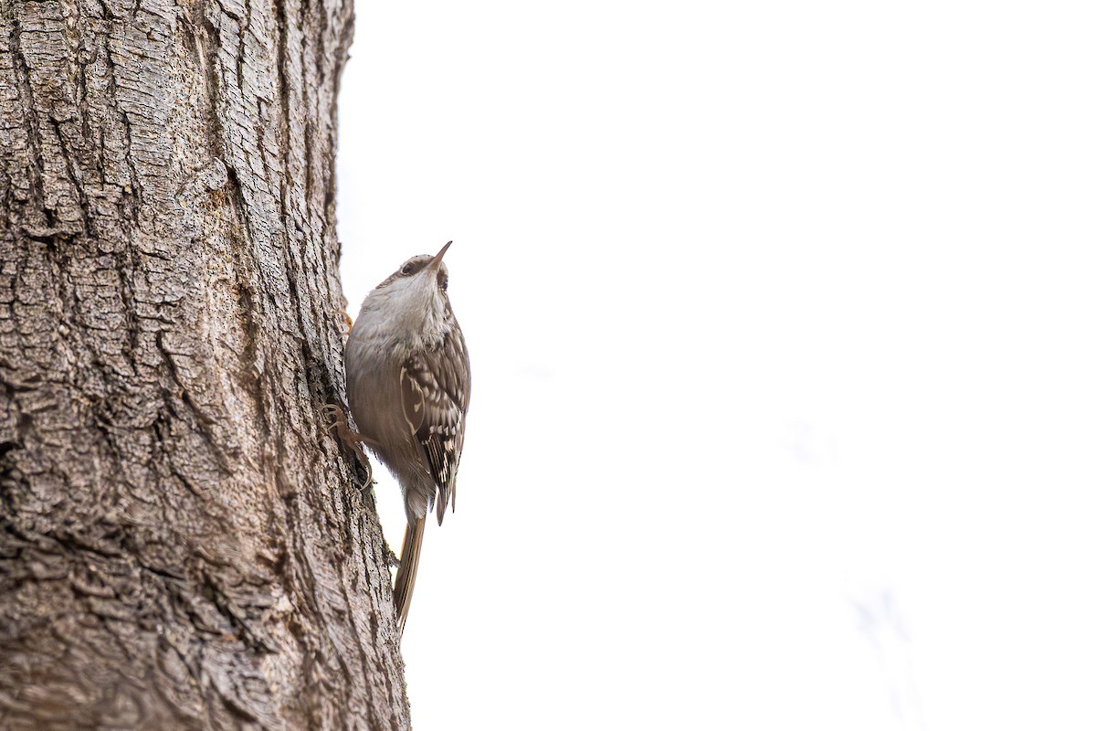 Short-toed Treecreeper - ML642499121